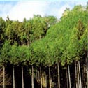 hinoki trees